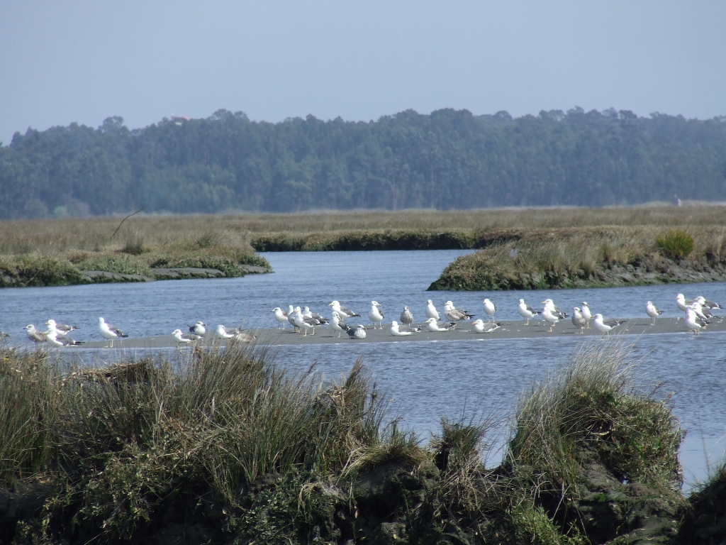 Ria de Aveiro
